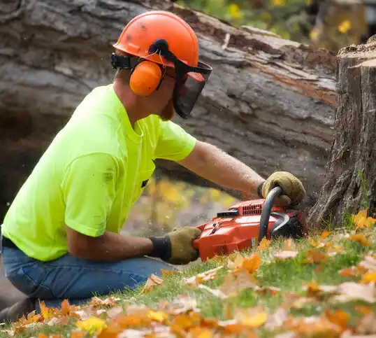 tree services Alberton